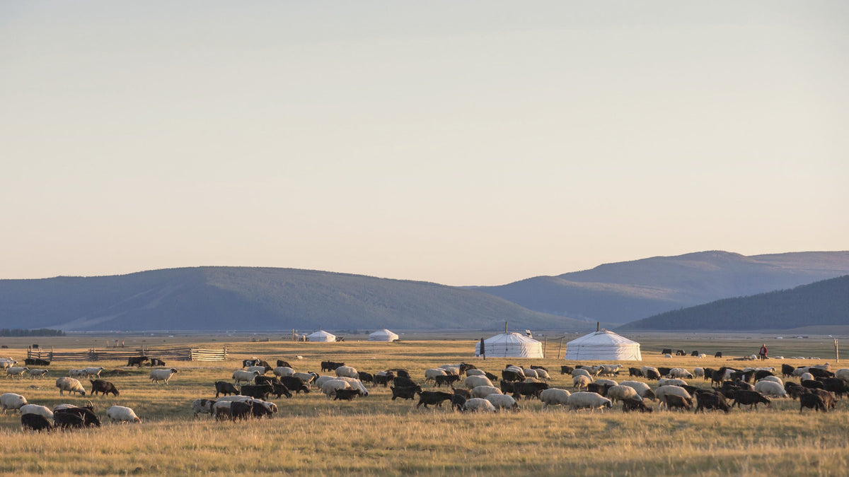 Mongolian steppe with gers and a yak herd, home of Tiagini knitwear